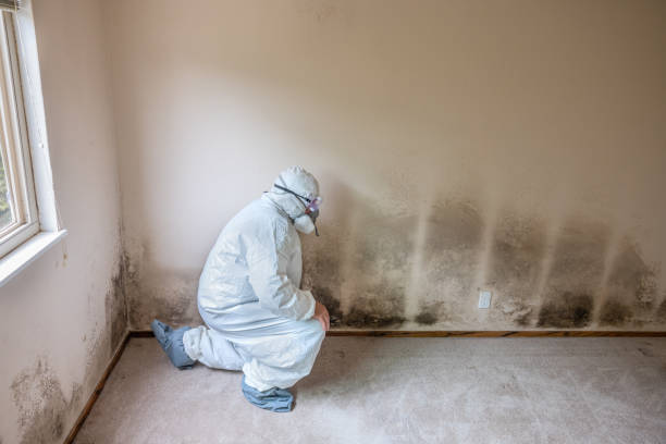 Mold Documentation for Insurance Claims in New Stanton, PA